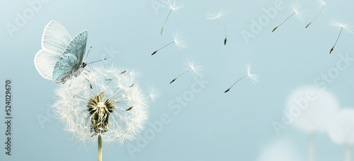 Valokuva White dandelion and butterfly closeup with seeds blowing away in the wind