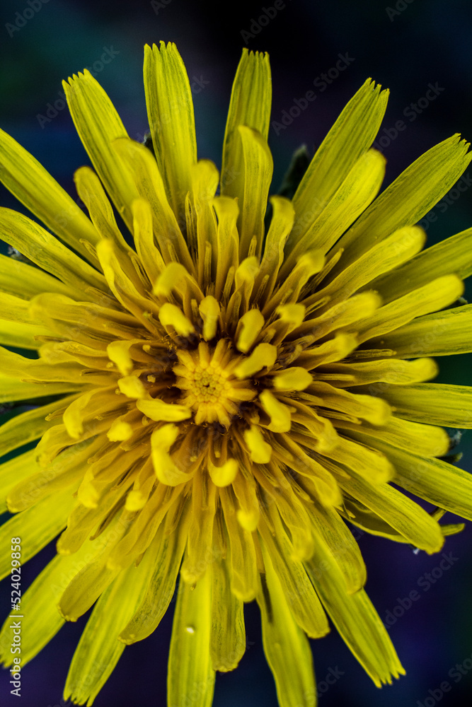 Closeup background of yellow dandelion Closeup background of yellow dandelion