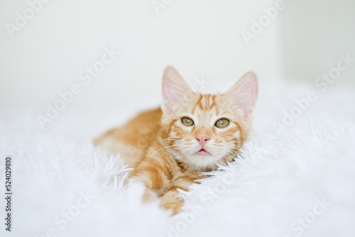 Little red kitten on a white blanket. Kitty three months 