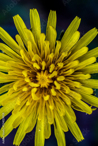 Closeup background of yellow dandelion