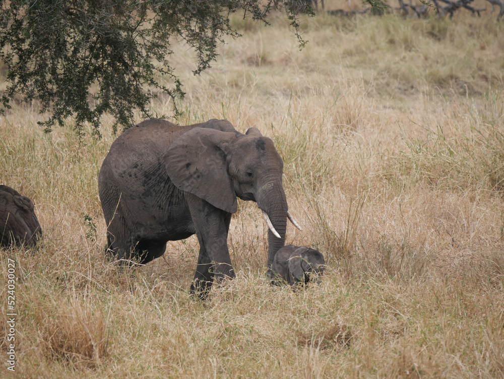 Elephants in the savanna with its little baby Elephants in the savanna with its little baby