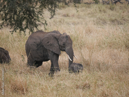 Elephants in the savanna with its little baby