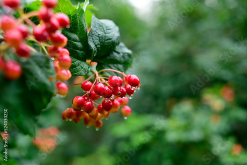 Red schisandra branches. Schizandra chinensis plant with fruits on the branch. Christmas