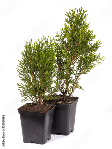 Live plant tree Thuja occidentalis Smargd Emerald Green Arborvitae Evergreen in black plastick pot on white background.