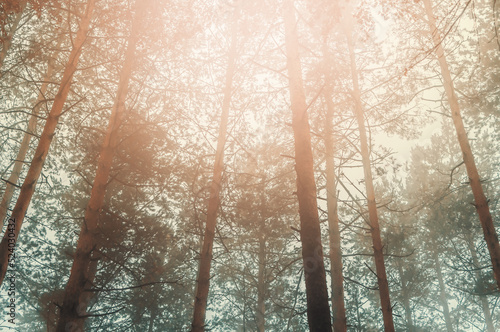 Trees in the fog with flare background texture