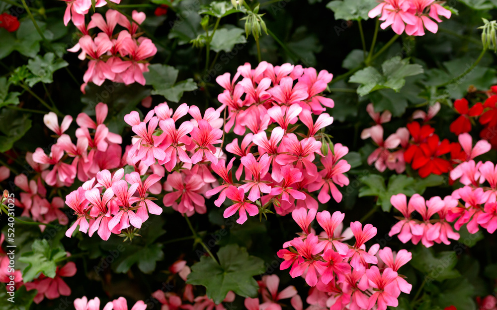 Rose Pink Pelargonium Geranium flower in summer garden Rose Pink Pelargonium Geranium flower in summer garden