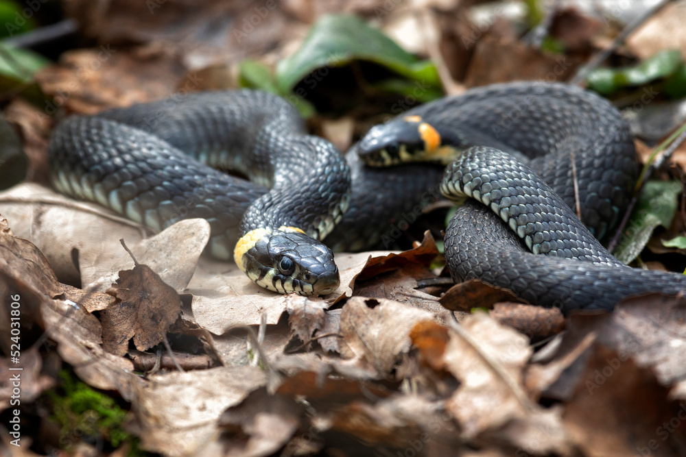 Fototapeta premium Grass snake lies on old foliage. Close up