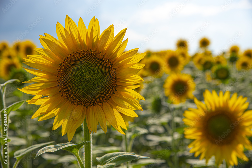 Fototapeta premium Bright yellow sunflowers on a blue sky background.