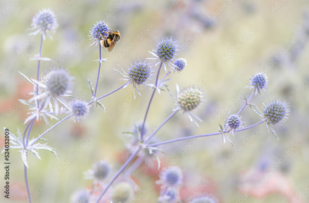 Bumblebee on Sea Holly Bumblebee on Sea Holly