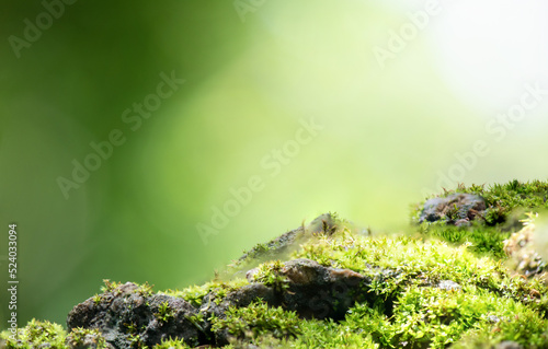 Moss trees on nature bokeh background.