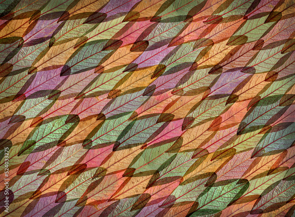 Cotoneaster Leaves Collage1 Cotoneaster Leaves Collage1