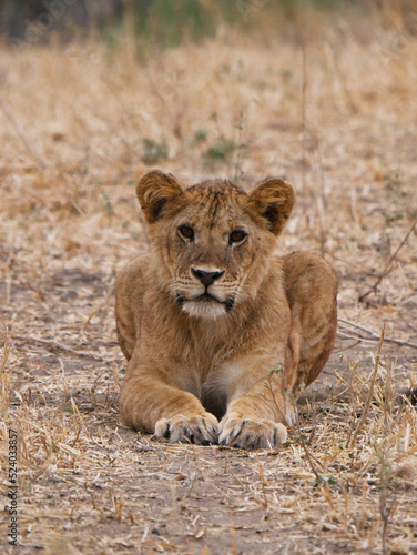 Lion in the savanna 
