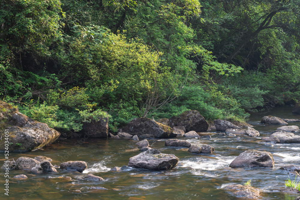 mountain river in the forest