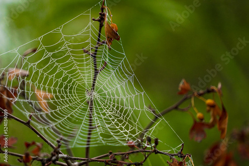 Spider web in the nature with morning fog mist on it close up view