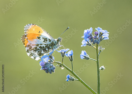 Orange Tip on Forget-me-not