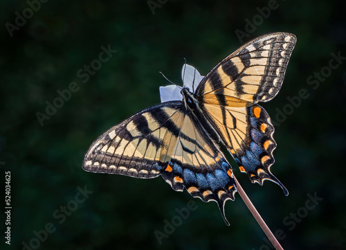 Tiger Swallowtail Butterfly backlit