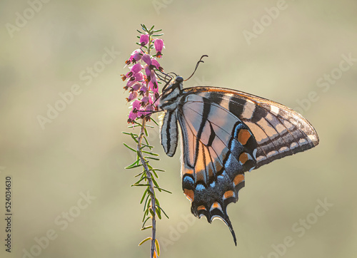 Tiger Swallowtail Butterfly on heather photo