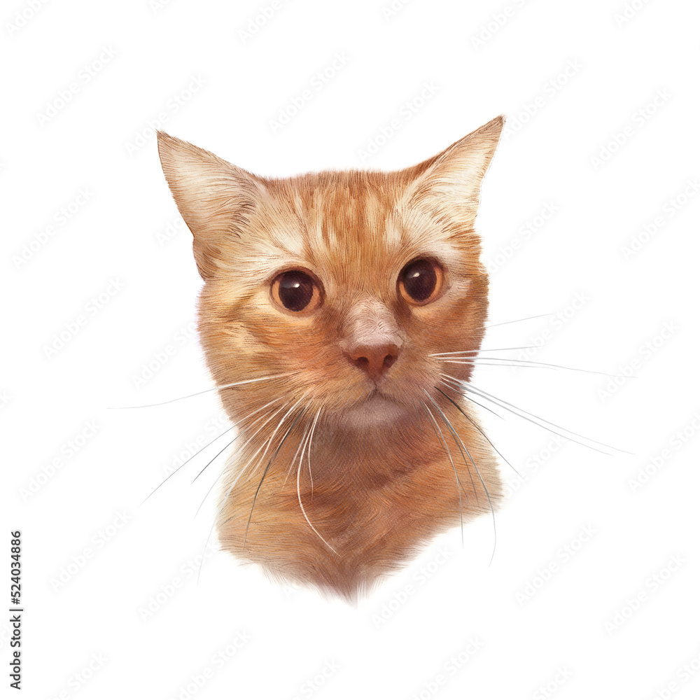 Cute red tabby cat isolated on white background. Realistic portrait of a pet. Drawing of ginger cat with big eyes executed in watercolor. Good for print pillow, T-shirt. Hand painted illustration Cute red tabby cat isolated on white background. Realistic portrait of a pet. Drawing of ginger cat with big eyes executed in watercolor. Good for print pillow, T-shirt. Hand painted illustration