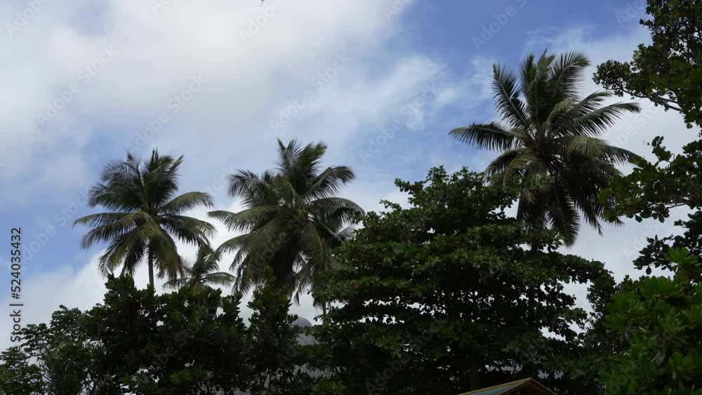Palm trees against a background of blue sky and clouds. Green leaves are fluttering in the wind. The top of the mountain is visible through the branches of tropical trees. Seychelles. Mahe Island Palm trees against a background of blue sky and clouds. Green leaves are fluttering in the wind. The top of the mountain is visible through the branches of tropical trees. Seychelles. Mahe Island