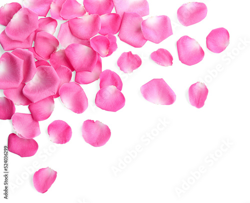 Many pink rose petals on white background, top view