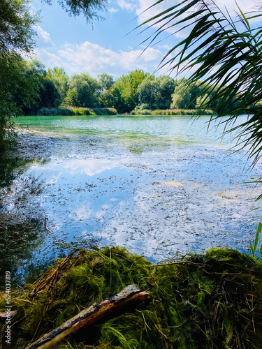 Aus dem See gefischte Algen liegen auf einem Haufen  dahinter See  teils mit Algen bedeckt  blauer Himmel und Quellwolken spiegeln sich darin. B  ume und   ste umranden das Bild.