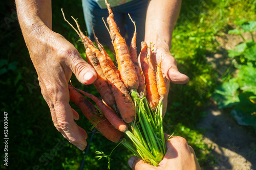 Farmer s hands with a harvest of carrots in the garden. Plantation work. Autumn harvest and healthy organic food concept close up