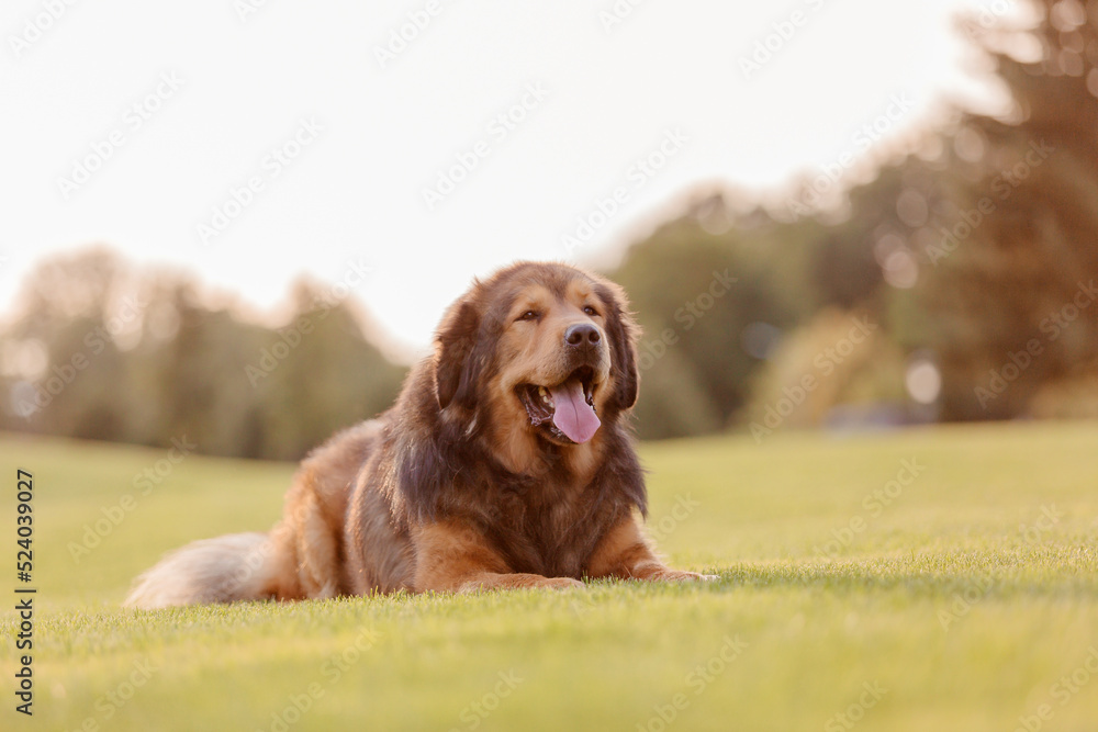 Dog breed Tibetan Mastiff lying down on the grass