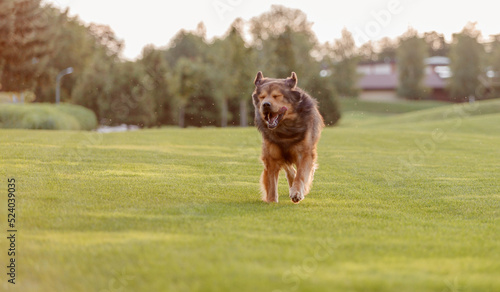 Dog breed Tibetan Mastiff running on the grass