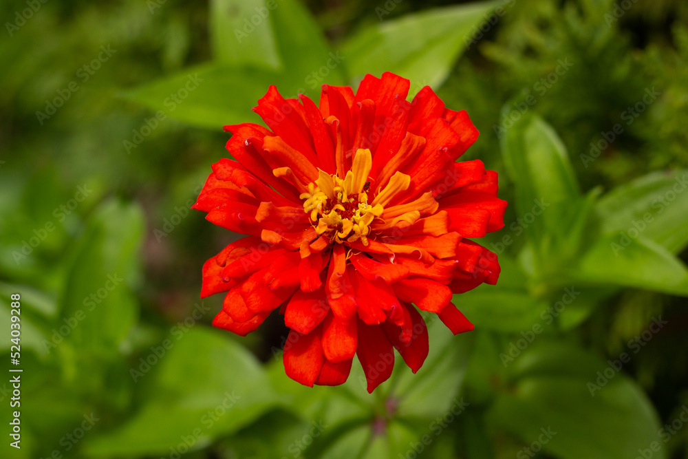 red and yellow xenia flower red and yellow xenia flower