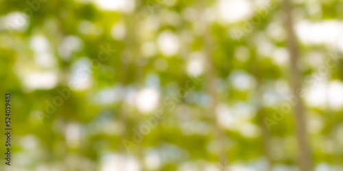 nature green blurred background with abstract bokeh background