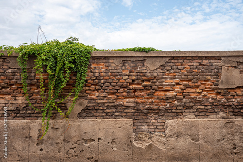 Pianta selvatica cadente da un vecchio muro in mattoni rovinato photo