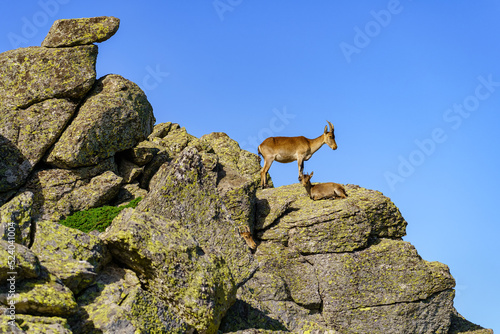 Hispanic mountain goats on large rocks stacked in the high mountain of the Sierra de Guadarrama, Madrid. photo