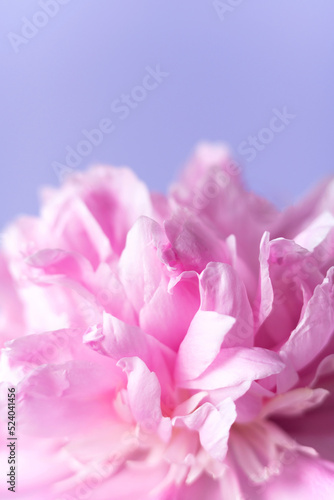 Delicate pale pink peony flower close up.