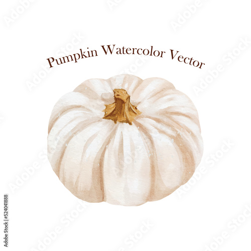 White pumpkin watercolor vector isolated on white background