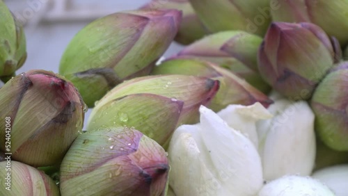 A bunch of lotus flowers are being sold in the market mallik bazar Or Jagannath ghat photo