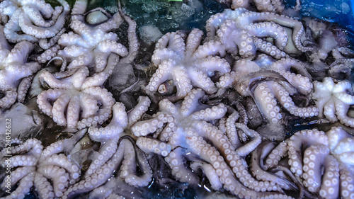 Fresh frozen squid tentacles for sale at Ban Chong Samaesan Fresh Seafood Market, Thailand photo