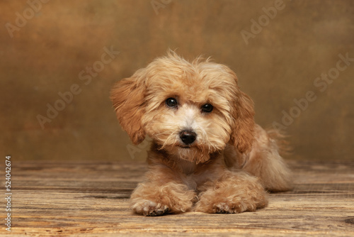 Cinematic portrait of cute pet, Maltipoo dog posing isolated over dark vintage background. Concept of art, pets love, animal life and care.