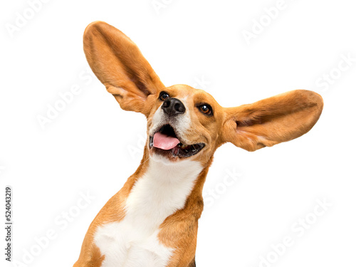 beagle dog with big ears listens on white background