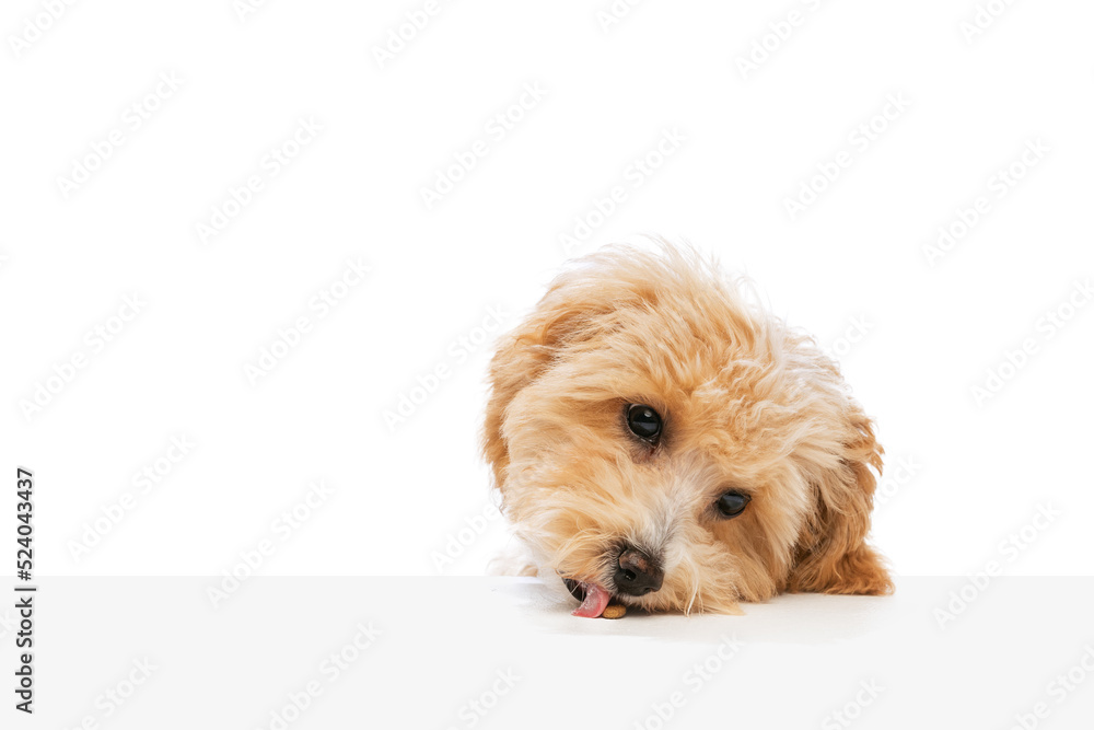 Portrait of pedigree puppy, Maltipoo dog isolated over white studio background. Concept of care, animal life, health, ad, show, breed of dog