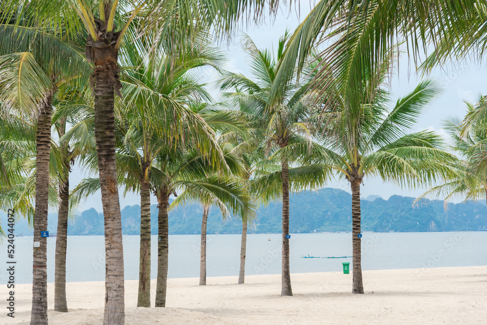 Palm trees on white sandy beach with row of limestone mountains in horizon background along the Ha Long Bay, Quang Ninh, Vietnam