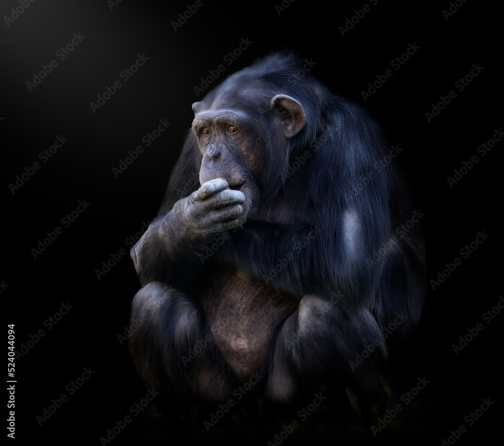fotografia fineart de un chimpance comiendo con fondo negro, fotografia fineart de un chimpance comiendo con fondo negro,