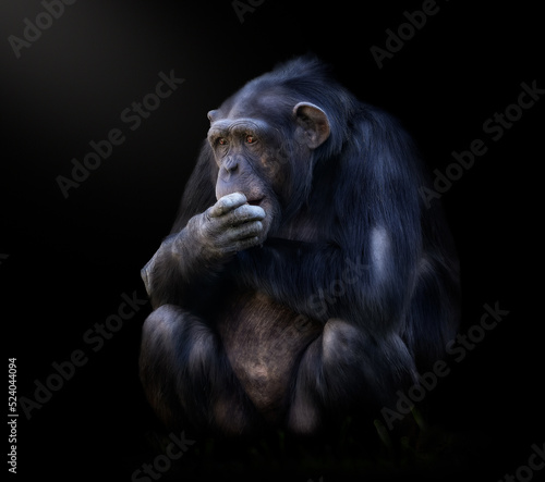 fotografia fineart de un chimpance comiendo con fondo negro,