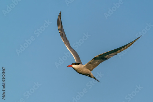 Common Tern  Sterna hirundo  in flight. Gelderland in the Netherlands. Blue sky background.                                                                                               