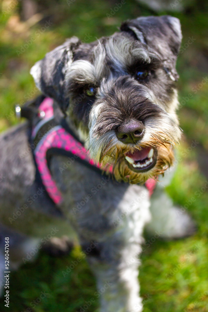 Small happy Zwergschnauzer puppy sitting on a green lawn in sunny summer or spring day. Hunting dogs breed. Doggy walking outdoors. Female canine animal, pet in green park, woods, nature has fun.