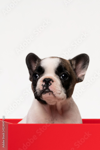 Adorable chubby french bulldog puppies sitting in a red gift box on a white background.