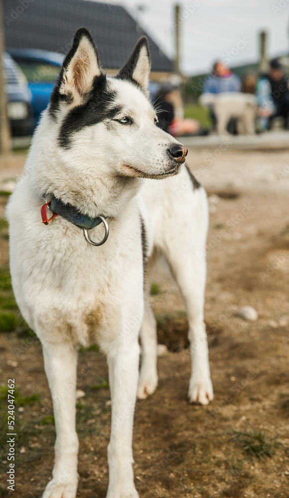 purebred siberian husky dog outdoors purebred siberian husky dog outdoors