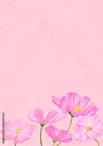 パステル風でピンク色をバックに可愛い桃色のコスモスが5本咲いている背景素材（縦）