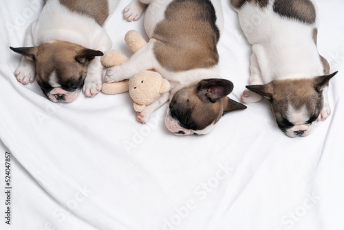 Three cute french bulldog puppies sleep on a bed on a white plaid.