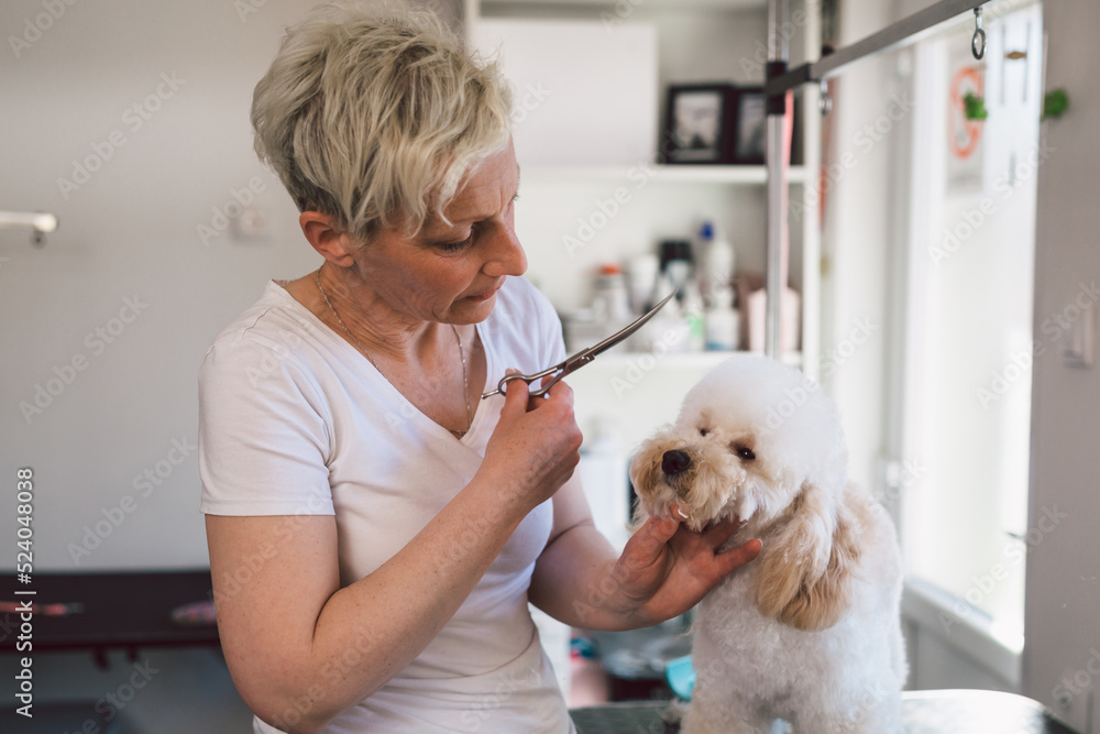 woman cuts dog hair in her grooming studio
