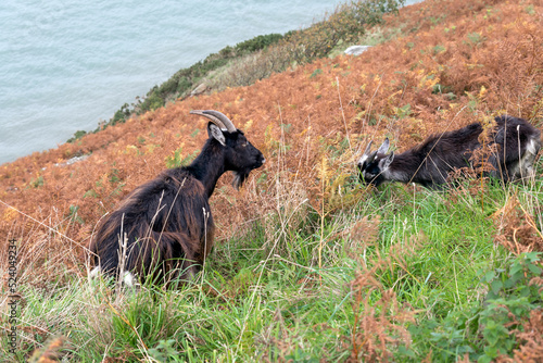 Valokuvatapetti Wild Goats, Capra aegagrus, on a hillside in Devon